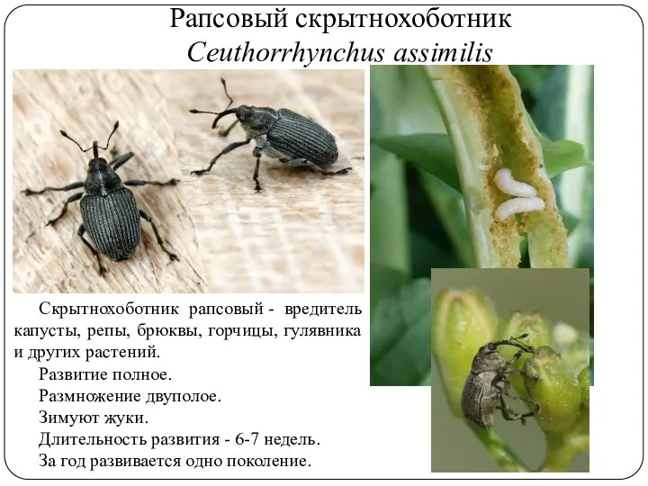 Рапсовый скрытнохоботник Ceuthorrhynchus assimilis Скрытнохоботник рапсовый - вредитель капусты, репы, брюквы, горчицы,