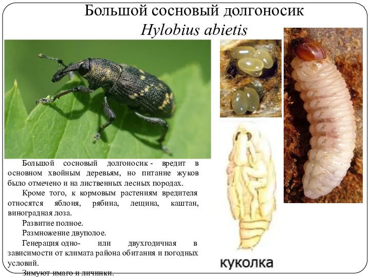 Большой сосновый долгоносик Hylobius abietis Большой сосновый долгоносик - вредит в основном