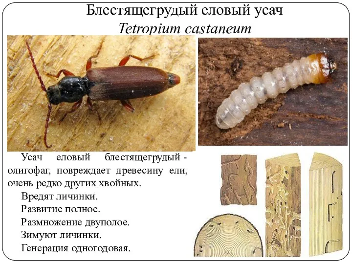 Блестящегрудый еловый усач Tetropium castaneum Усач еловый блестящегрудый - олигофаг, повреждает древесину