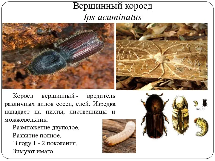 Вершинный короед Ips acuminatus Короед вершинный - вредитель различных видов сосен, елей.