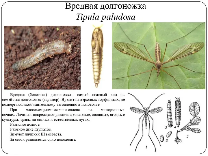 Вредная долгоножка Tipula paludosa Вредная (болотная) долгоножка - самый опасный вид из