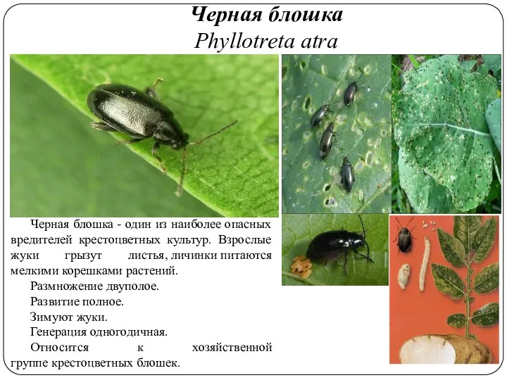 Черная блошка Phyllotreta atra Черная блошка - один из наиболее опасных вредителей