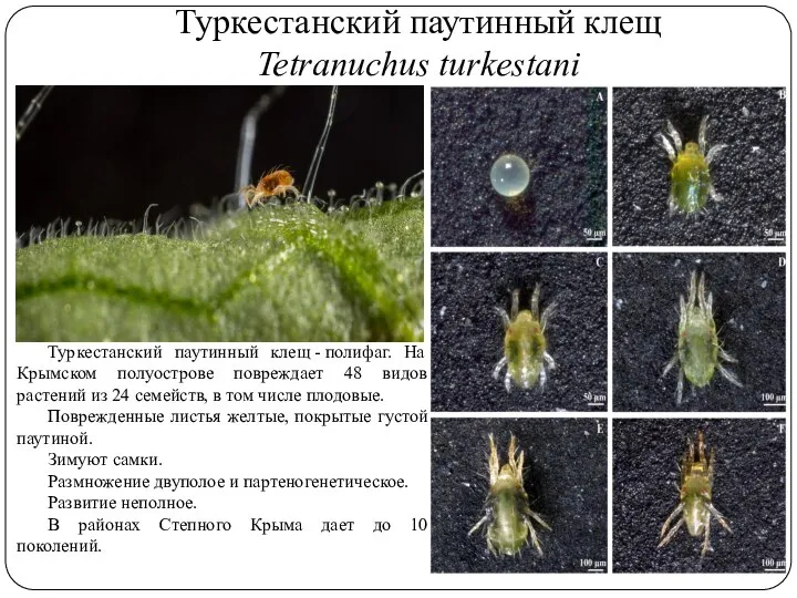 Туркестанский паутинный клещ Tetranuchus turkestani Туркестанский паутинный клещ - полифаг. На Крымском