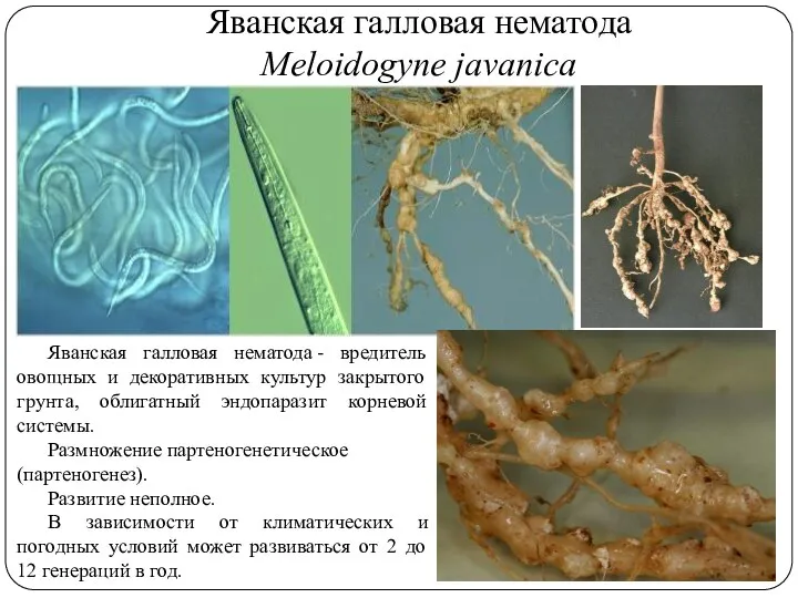 Яванская галловая нематода Meloidogyne javanica Яванская галловая нематода - вредитель овощных и