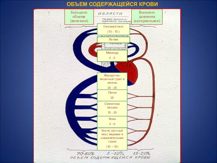 Большого объема (венозная) Транс-капиллярного обмена (капилляры) Высокого давления (артериальная) Большого объема (венозная)