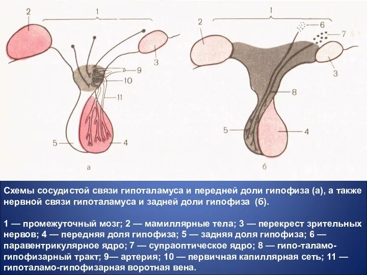 Схемы сосудистой связи гипоталамуса и передней доли гипофиза (а), а также нервной