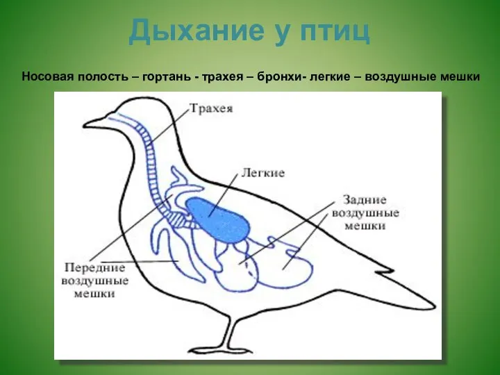 Дыхание у птиц Носовая полость – гортань - трахея – бронхи- легкие – воздушные мешки