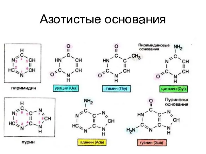 Азотистые основания