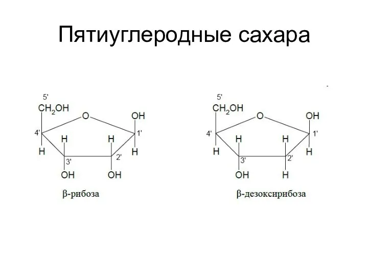 Пятиуглеродные сахара