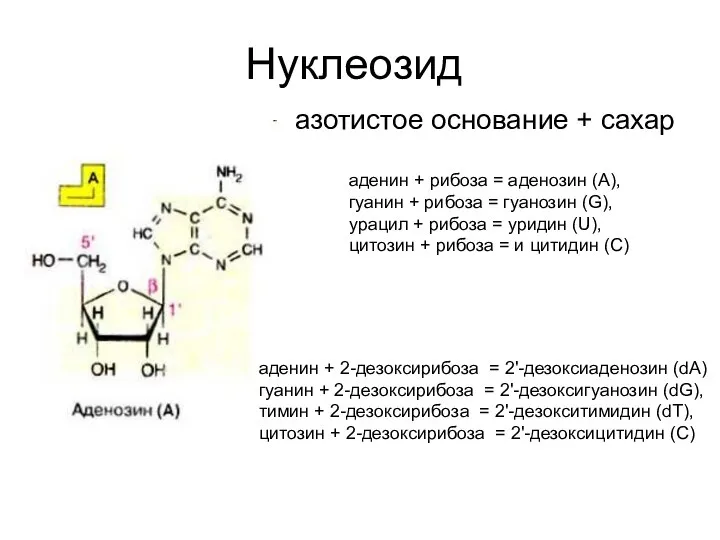 Нуклеозид азотистое основание + сахар аденин + рибоза = аденозин (А), гуанин