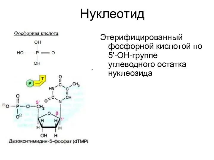 Нуклеотид Этерифицированный фосфорной кислотой по 5'-ОН-группе углеводного остатка нуклеозида