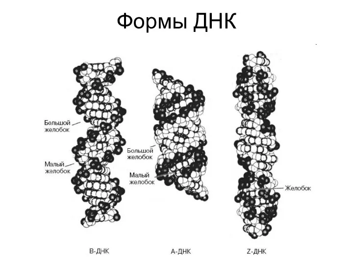 Формы ДНК