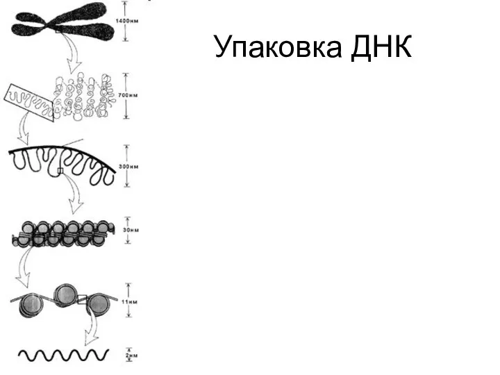 Упаковка ДНК