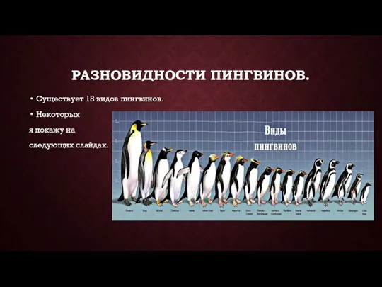 РАЗНОВИДНОСТИ ПИНГВИНОВ. Существует 18 видов пингвинов. Некоторых я покажу на следующих слайдах.