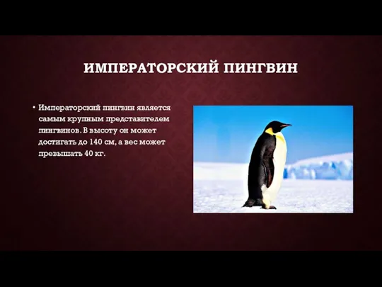 ИМПЕРАТОРСКИЙ ПИНГВИН Императорский пингвин является самым крупным представителем пингвинов. В высоту он