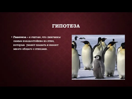 ГИПОТЕЗА Гипотеза – я считаю, что пингвины самые холодостойкие из птиц, которые