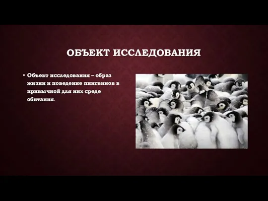 ОБЪЕКТ ИССЛЕДОВАНИЯ Объект исследования – образ жизни и поведение пингвинов в привычной для них среде обитания.