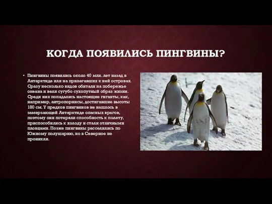 КОГДА ПОЯВИЛИСЬ ПИНГВИНЫ? Пингвины появились около 40 млн. лет назад в Антарктиде