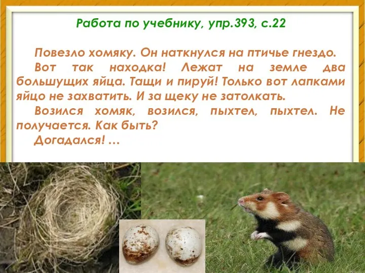 Работа по учебнику, упр.393, с.22 Повезло хомяку. Он наткнулся на птичье гнездо.