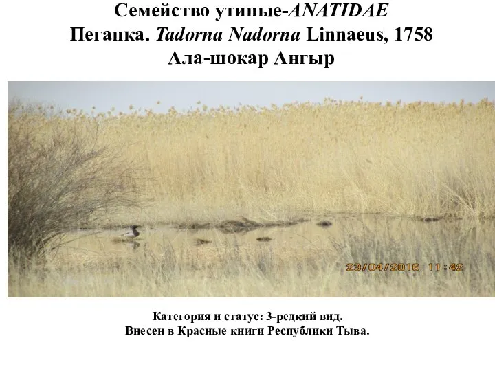 Семейство утиные-ANATIDAE Пеганка. Tadorna Nadorna Linnaeus, 1758 Ала-шокар Ангыр Категория и статус: