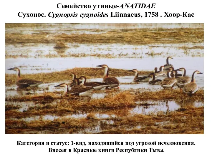 Семейство утиные-ANATIDAE Сухонос. Cygnopsis cygnoides Liinnaeus, 1758 . Хоор-Кас Категория и статус: