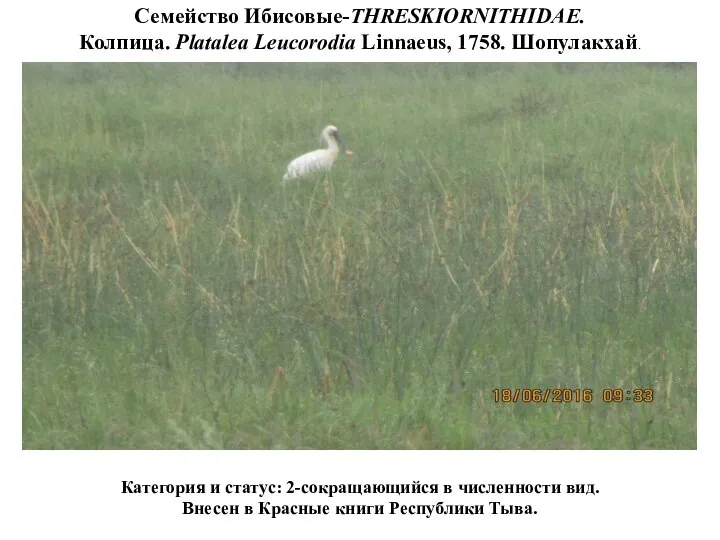 Семейство Ибисовые-THRESKIORNITHIDAE. Колпица. Platalea Leucorodia Linnaeus, 1758. Шопулакхай. Категория и статус: 2-сокращающийся