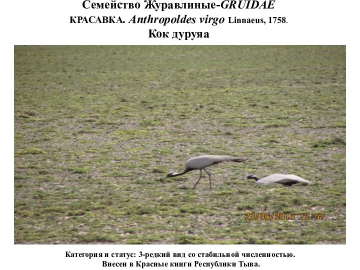 Семейство Журавлиные-GRUIDAE КРАСАВКА. Anthropoldes virgo Linnaeus, 1758. Кок дуруяа Категория и статус: