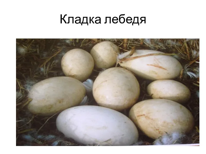 Кладка лебедя