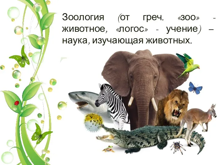 Зоология (от греч. «зоо» - животное, «логос» - учение) – наука, изучающая животных.