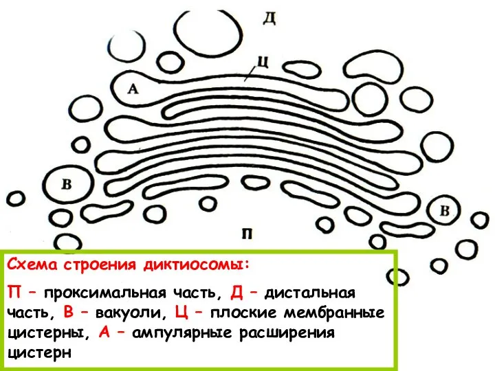 Схема строения диктиосомы: П – проксимальная часть, Д – дистальная часть, В