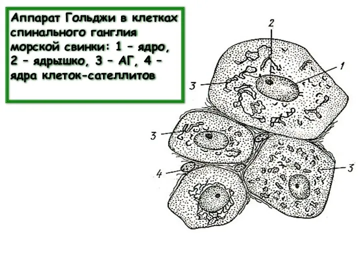 Аппарат Гольджи в клетках спинального ганглия морской свинки: 1 – ядро, 2