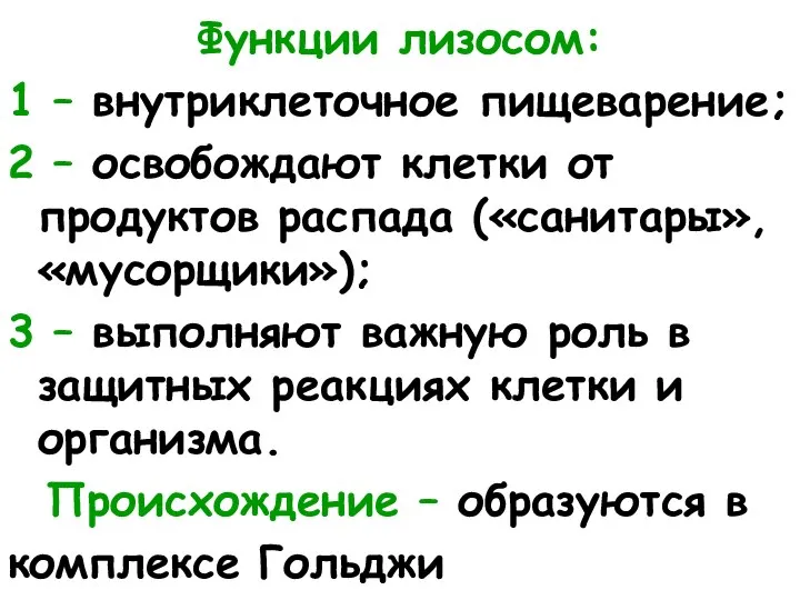 Функции лизосом: 1 – внутриклеточное пищеварение; 2 – освобождают клетки от продуктов