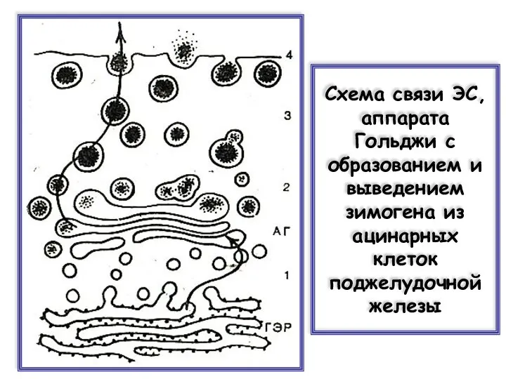 Схема связи ЭС, аппарата Гольджи с образованием и выведением зимогена из ацинарных клеток поджелудочной железы