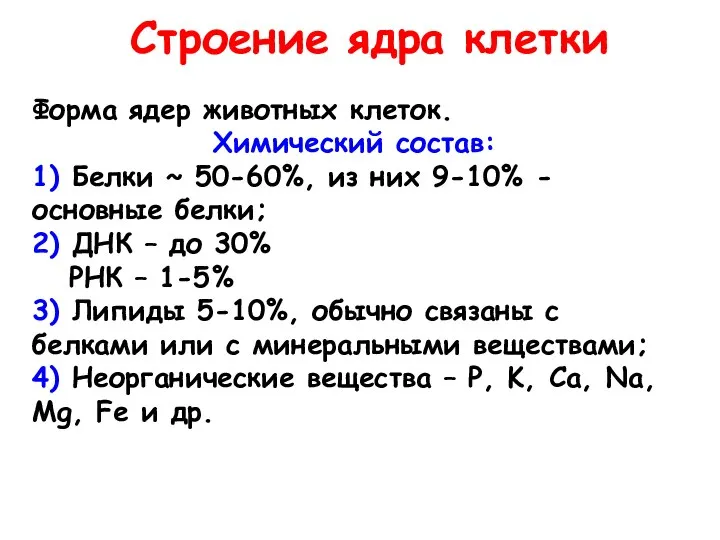 Строение ядра клетки Форма ядер животных клеток. Химический состав: 1) Белки ~