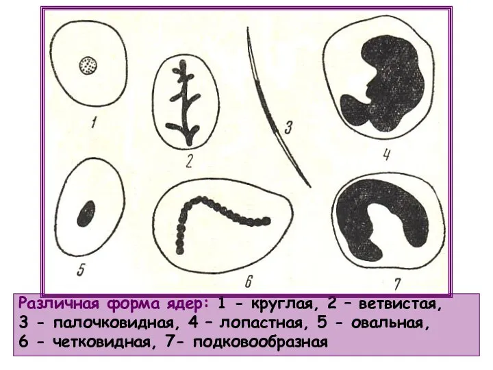 Различная форма ядер: 1 - круглая, 2 – ветвистая, 3 - палочковидная,