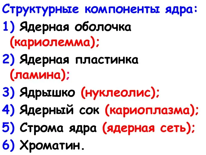 Структурные компоненты ядра: 1) Ядерная оболочка (кариолемма); 2) Ядерная пластинка (ламина); 3)