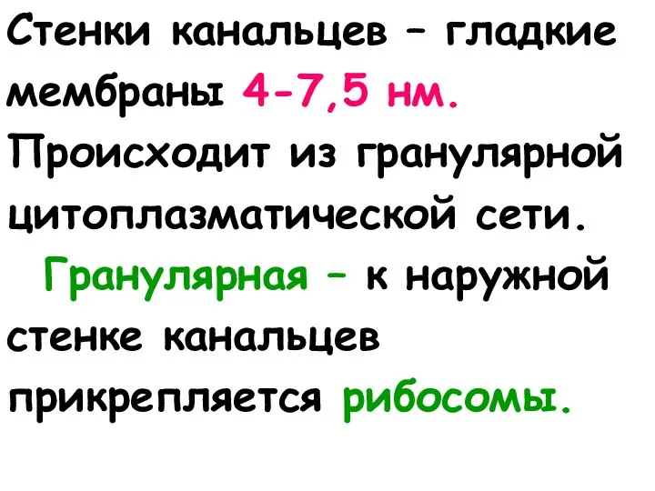 Стенки канальцев – гладкие мембраны 4-7,5 нм. Происходит из гранулярной цитоплазматической сети.