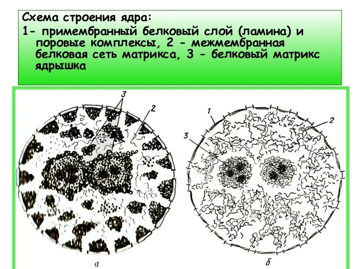 Схема строения ядра: 1- примембранный белковый слой (ламина) и поровые комплексы, 2