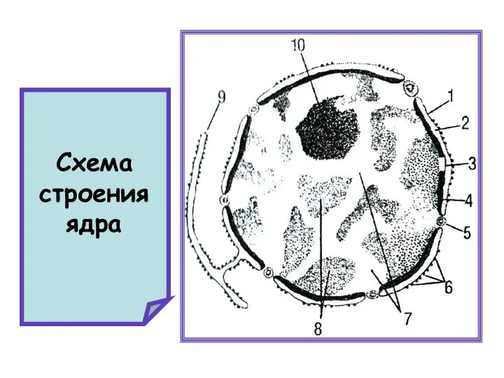 Схема строения ядра