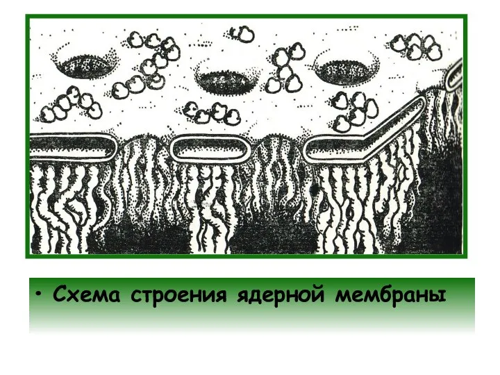 Схема строения ядерной мембраны