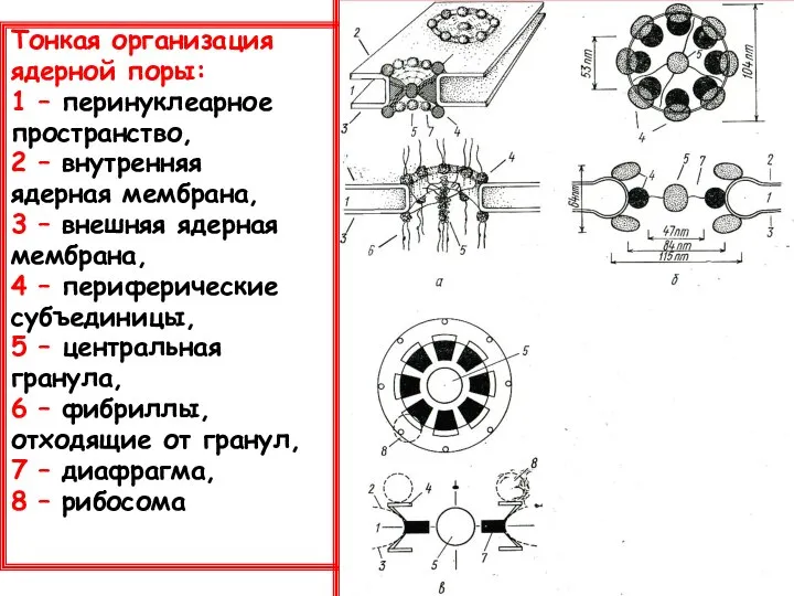 Тонкая организация ядерной поры: 1 – перинуклеарное пространство, 2 – внутренняя ядерная