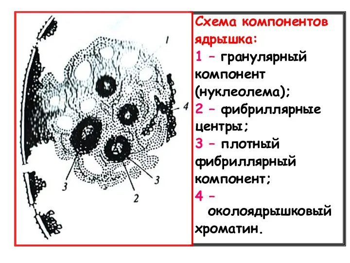 Схема компонентов ядрышка: 1 – гранулярный компонент (нуклеолема); 2 – фибриллярные центры;