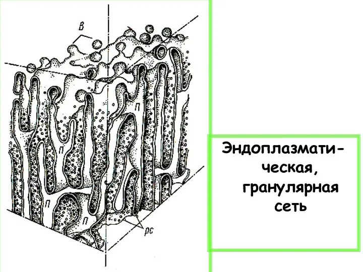 Эндоплазмати-ческая, гранулярная сеть