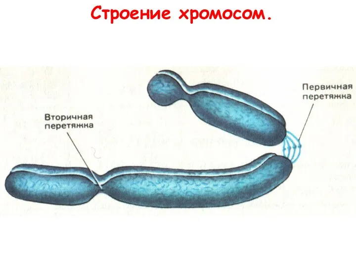 Строение хромосом.