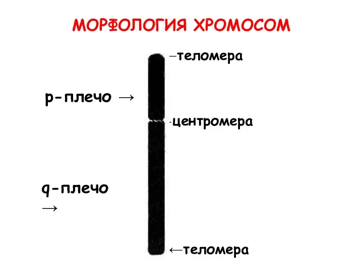 МОРФОЛОГИЯ ХРОМОСОМ