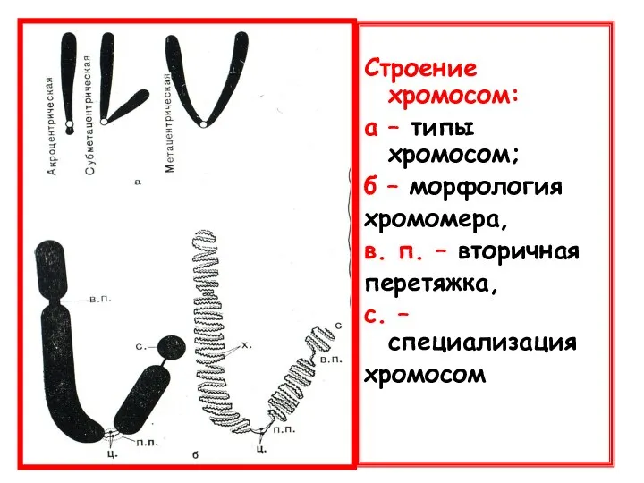 Строение хромосом: а – типы хромосом; б – морфология хромомера, в. п.