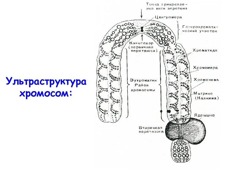 Ультраструктура хромосом: