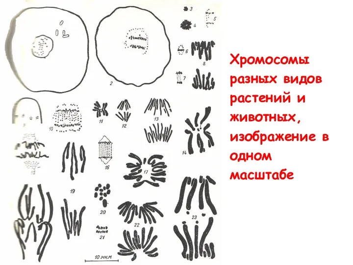 Хромосомы разных видов растений и животных, изображение в одном масштабе