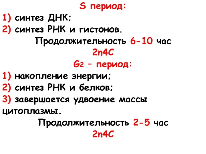 S период: 1) синтез ДНК; 2) синтез РНК и гистонов. Продолжительность 6-10