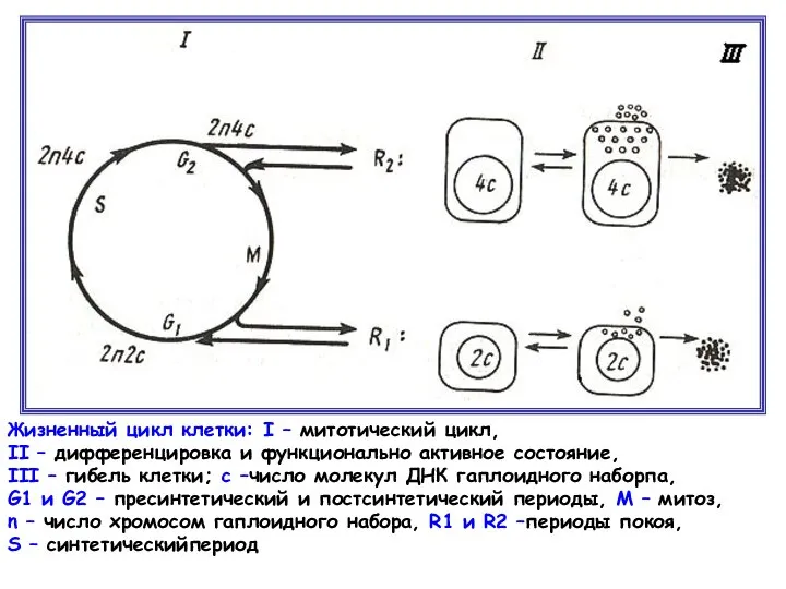 Жизненный цикл клетки: I – митотический цикл, II – дифференцировка и функционально